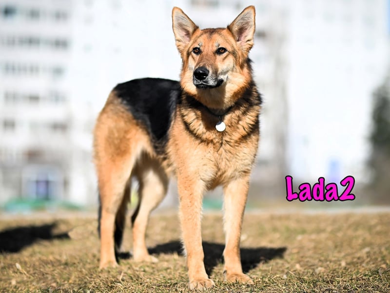 Lada2 10/2023 - ausgeglichene und gehorsame, traumhafte Hündin!