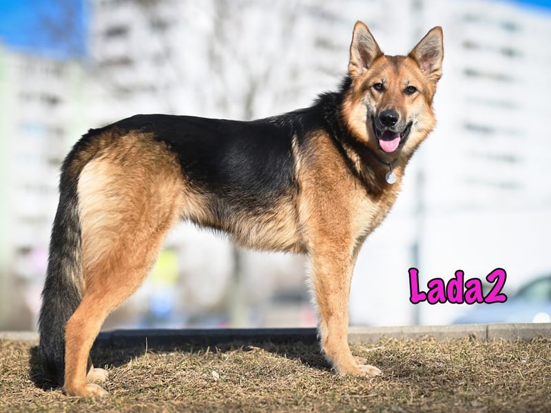 Lada2 10/2023 - ausgeglichene und gehorsame, traumhafte Hündin!