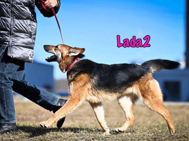 Lada2 10/2023 - ausgeglichene und gehorsame, traumhafte Hündin!