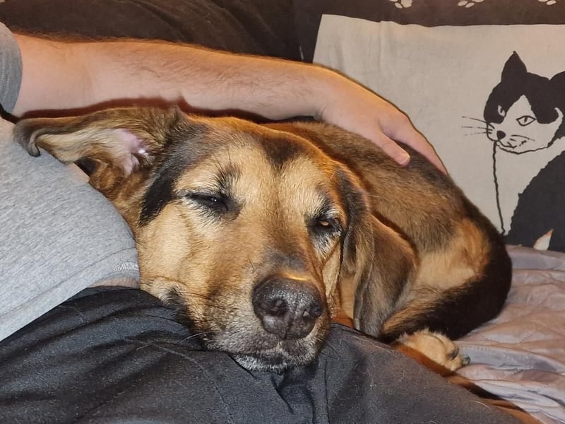 Maya