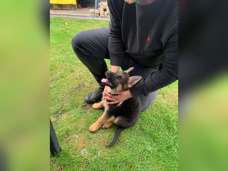 Schäferhund 11 Monate sucht ein neues liebevolles Zuhause