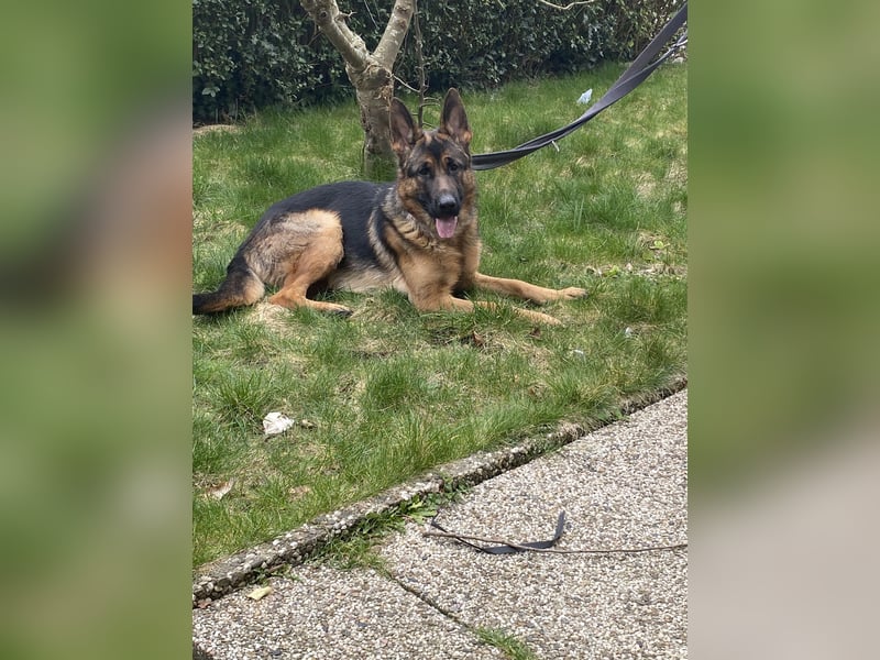 Schäferhund 11 Monate sucht ein neues liebevolles Zuhause