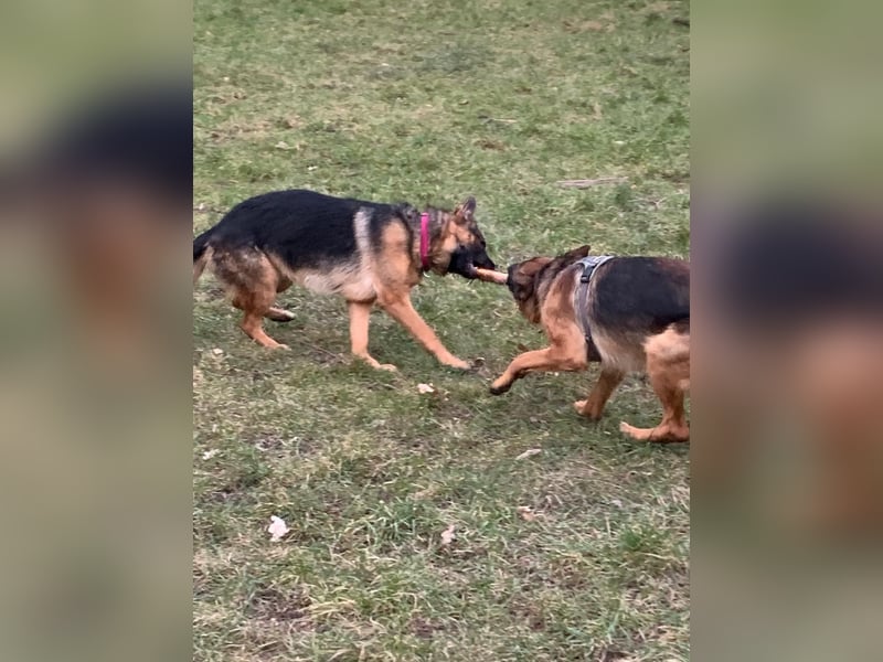 Schäferhund 11 Monate sucht ein neues liebevolles Zuhause