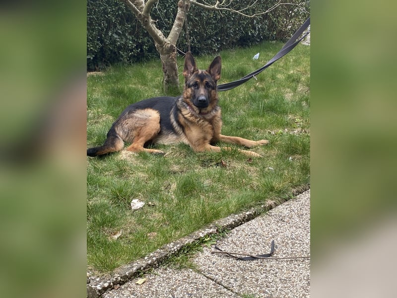 Schäferhund 11 Monate sucht ein neues liebevolles Zuhause