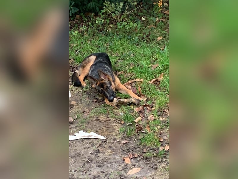 Schäferhund 11 Monate sucht ein neues liebevolles Zuhause