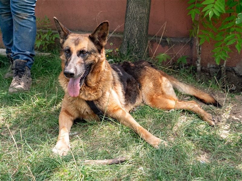 ASTRID- lieb, ruhig, sensibel, ausgeglichen, traurig, sucht liebevolle Familie