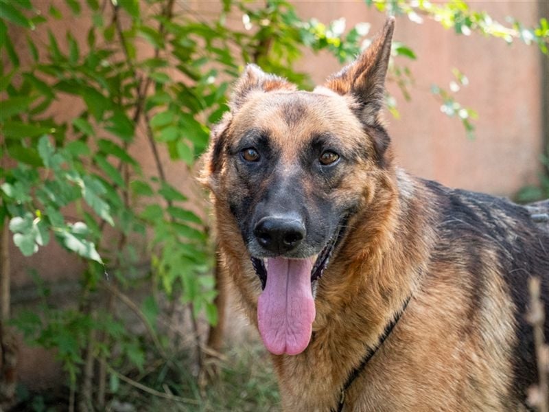 ASTRID- lieb, ruhig, sensibel, ausgeglichen, traurig, sucht liebevolle Familie