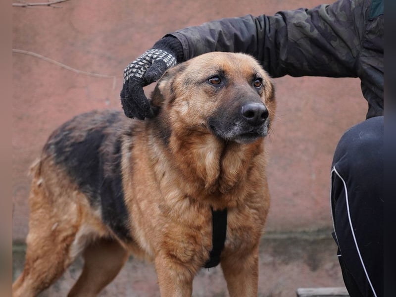 ASTRID- lieb, ruhig, sensibel, ausgeglichen, traurig, sucht liebevolle Familie
