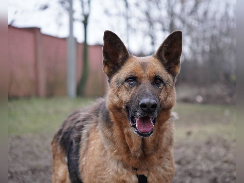 ASTRID- lieb, ruhig, sensibel, ausgeglichen, traurig, sucht liebevolle Familie