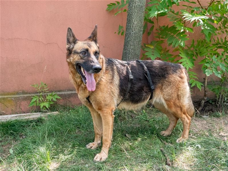ASTRID- lieb, ruhig, sensibel, ausgeglichen, traurig, sucht liebevolle Familie