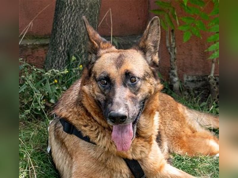 ASTRID- lieb, ruhig, sensibel, ausgeglichen, traurig, sucht liebevolle Familie