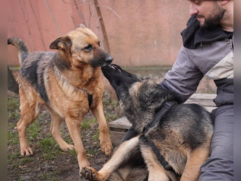ASTRID- lieb, ruhig, sensibel, ausgeglichen, traurig, sucht liebevolle Familie
