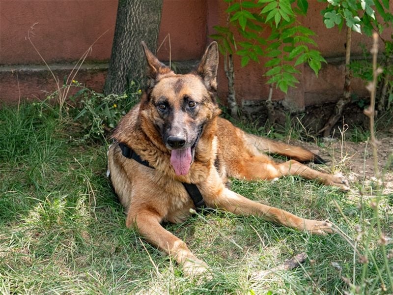 ASTRID- lieb, ruhig, sensibel, ausgeglichen, traurig, sucht liebevolle Familie