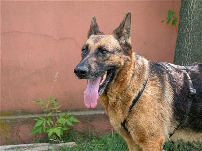 ASTRID- lieb, ruhig, sensibel, ausgeglichen, traurig, sucht liebevolle Familie