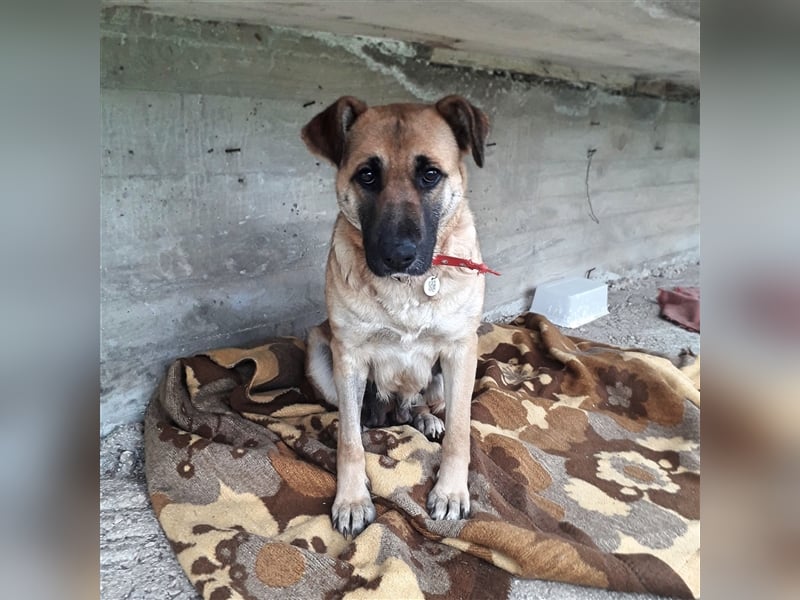 Anita- Schäferhund-Mischling