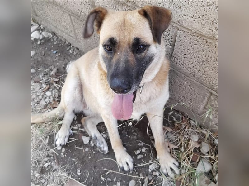 Anita- Schäferhund-Mischling