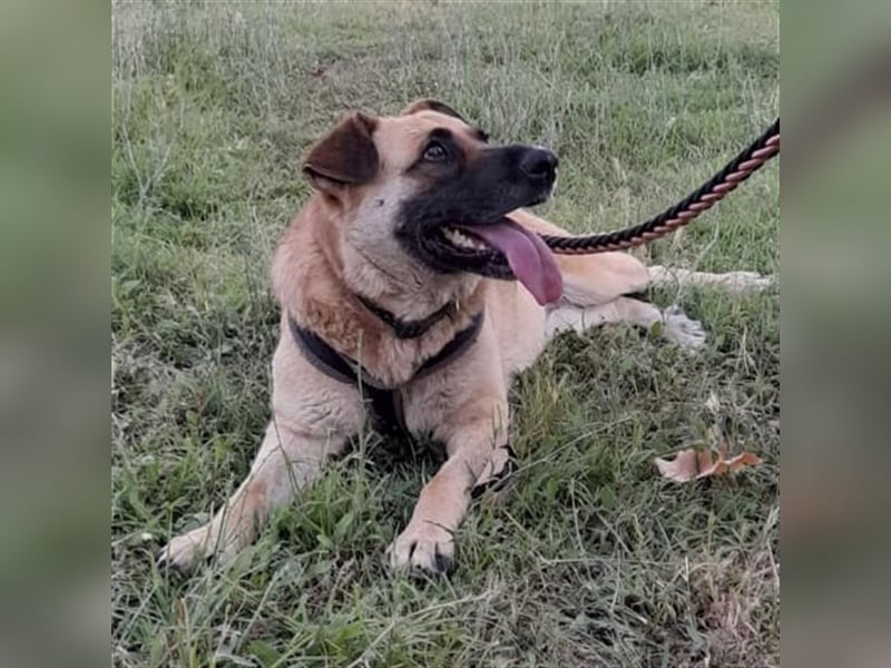 Anita- Schäferhund-Mischling