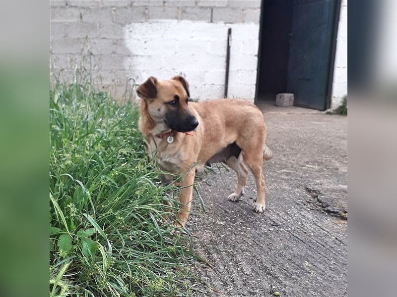 Anita- Schäferhund-Mischling