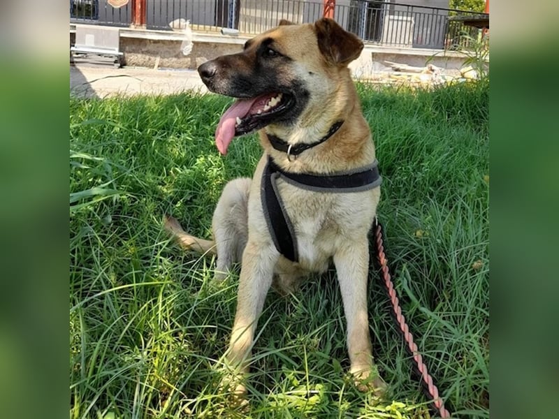 Anita- Schäferhund-Mischling