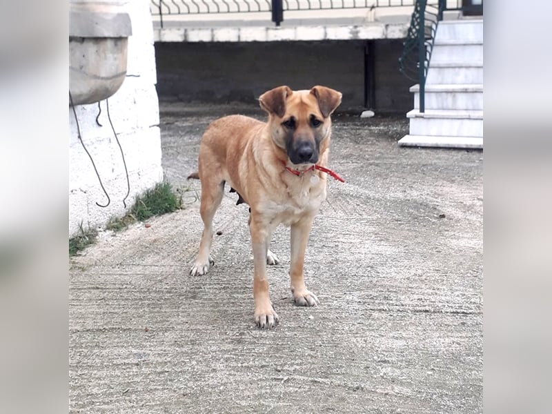 Anita- Schäferhund-Mischling
