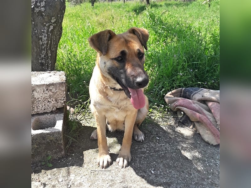 Anita- Schäferhund-Mischling