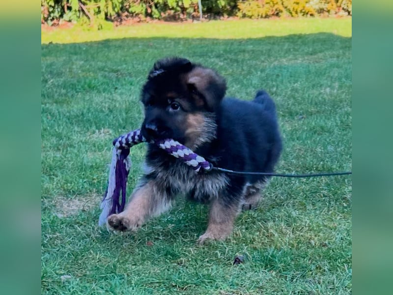 Schäferhund Welpe