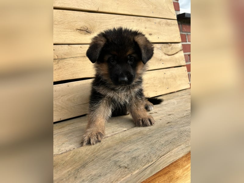 Schäferhund Welpe
