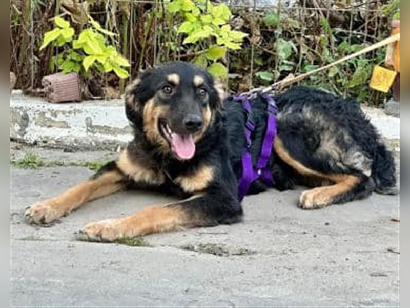 Phoebe - nette und verspielte Schäfermixhündin