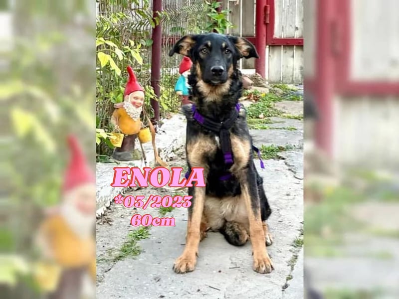 Enola - verkuschelte Junghündin