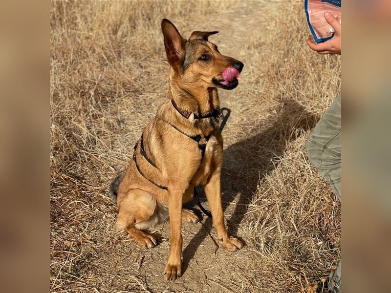 *RESERVIERT* Gala (Spanien) - liebt Spaziergänge in der Natur