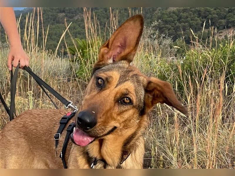 *RESERVIERT* Gala (Spanien) - liebt Spaziergänge in der Natur