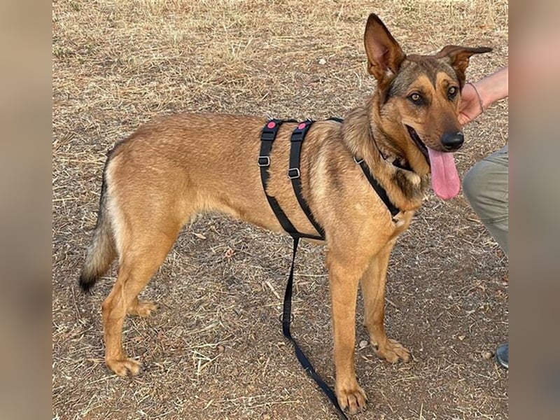 *RESERVIERT* Gala (Spanien) - liebt Spaziergänge in der Natur