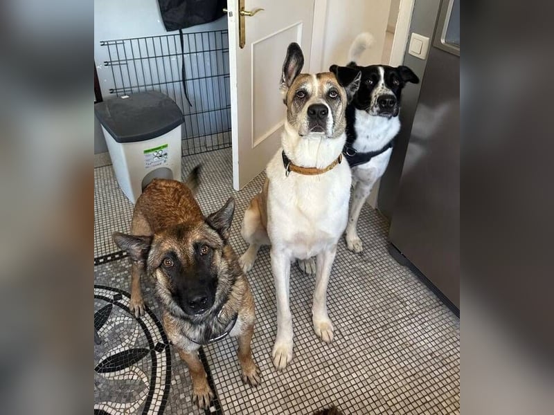 Mona (Spanien) - liebevolle Schäferhund-Mix-Hündin