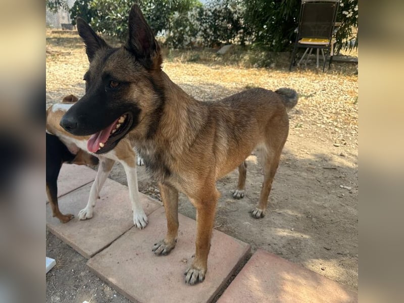 Mona (Spanien) - liebevolle Schäferhund-Mix-Hündin