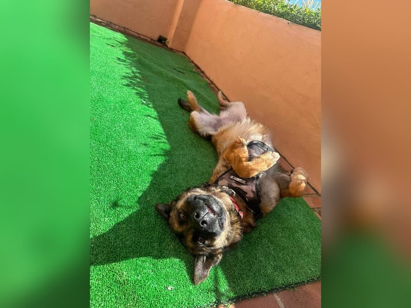 Mona (Spanien) - liebevolle Schäferhund-Mix-Hündin