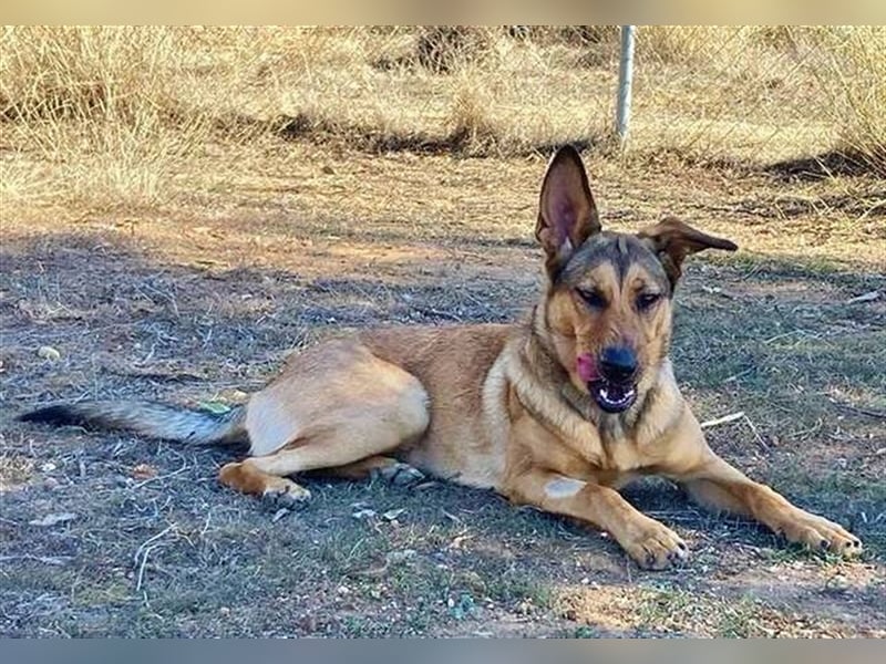 *RESERVIERT* Gala (Spanien) - liebt Spaziergänge in der Natur
