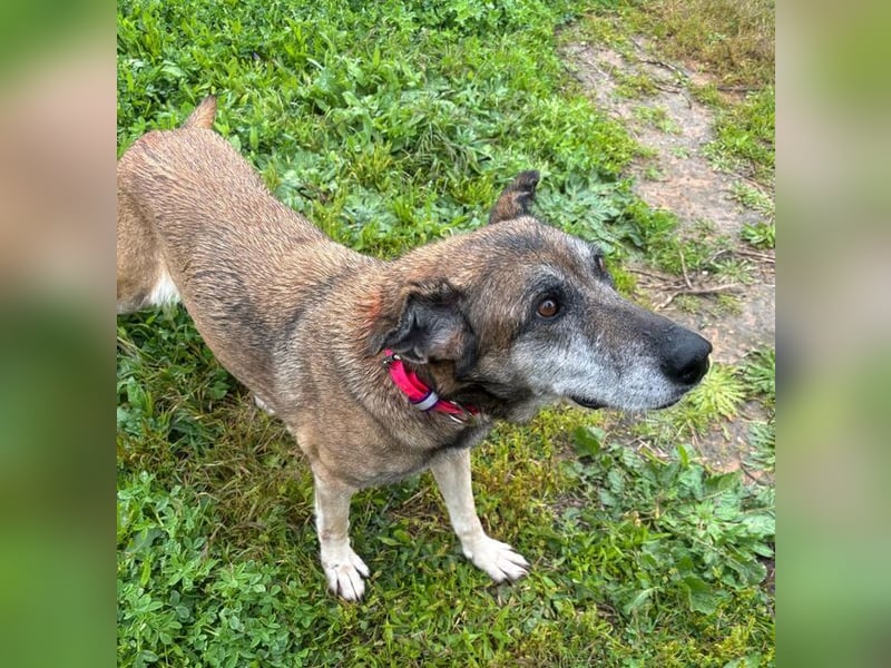 Manuela (Spanien) - freundliche Schäferhund-Mix-Hündin, wünscht sich sehnlichst ein neues Zuhause