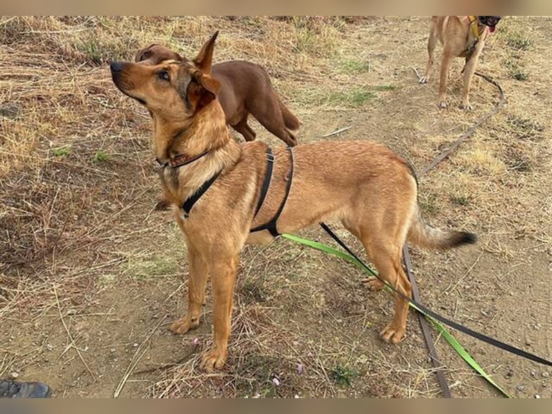 *RESERVIERT* Gala (Spanien) - liebt Spaziergänge in der Natur