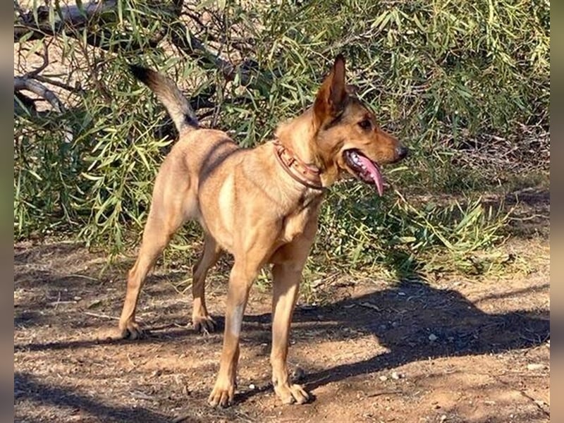*RESERVIERT* Gala (Spanien) - liebt Spaziergänge in der Natur
