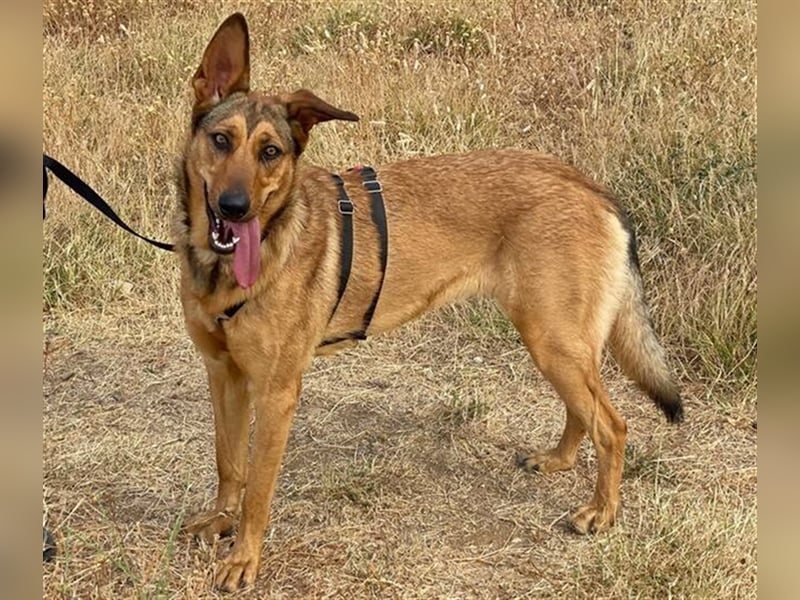 *RESERVIERT* Gala (Spanien) - liebt Spaziergänge in der Natur