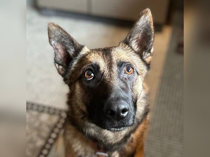 Mona (Spanien) - liebevolle Schäferhund-Mix-Hündin