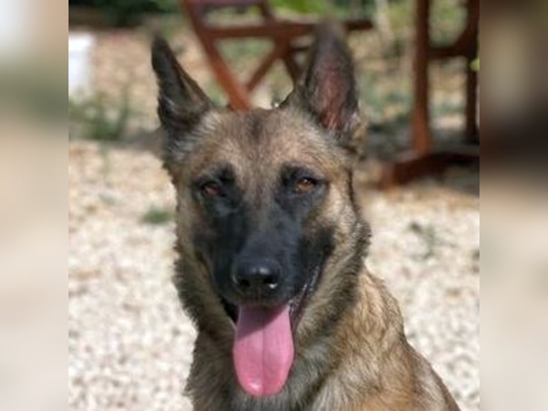Mona (Spanien) - liebevolle Schäferhund-Mix-Hündin
