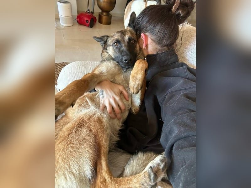 Mona (Spanien) - liebevolle Schäferhund-Mix-Hündin