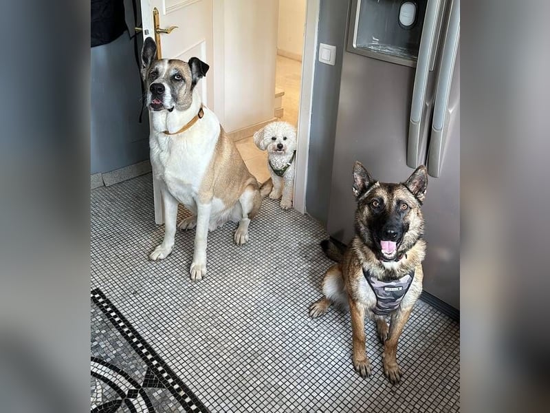 Mona (Spanien) - liebevolle Schäferhund-Mix-Hündin
