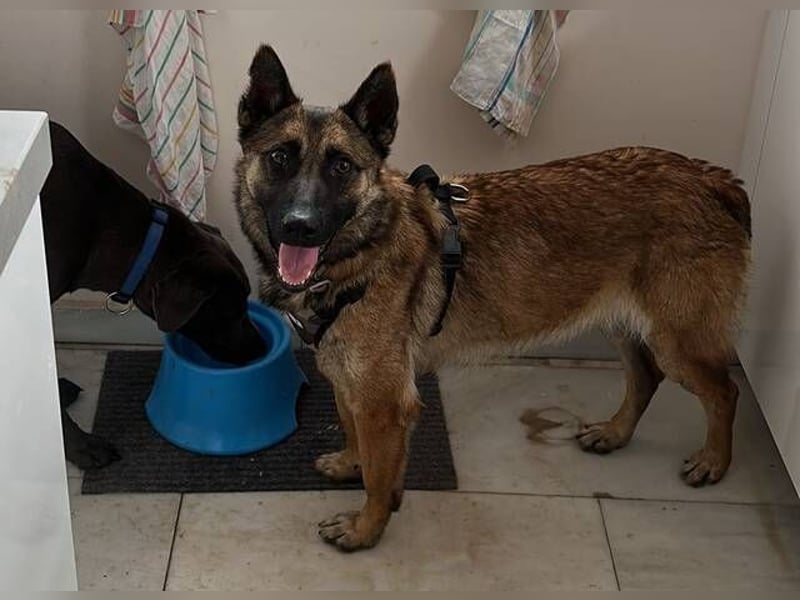 Mona (Spanien) - liebevolle Schäferhund-Mix-Hündin