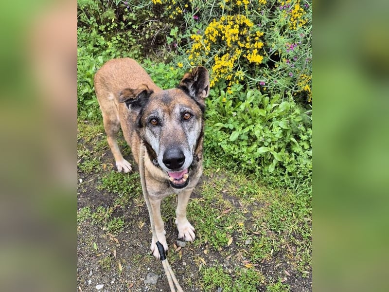 Manuela (Spanien) - freundliche Schäferhund-Mix-Hündin, wünscht sich sehnlichst ein neues Zuhause