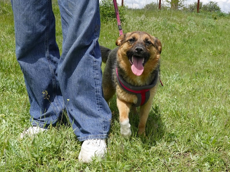 Liebe Ruby sucht eine neue Bleibe