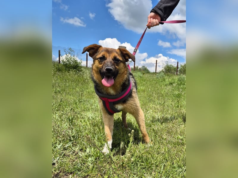 Liebe Ruby sucht eine neue Bleibe