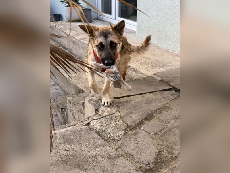 süße junge Feli sucht ihre Familie