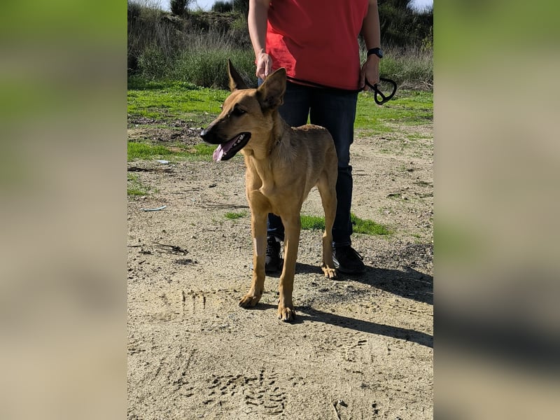 Smartie, Mix Schäferhund / Malinois